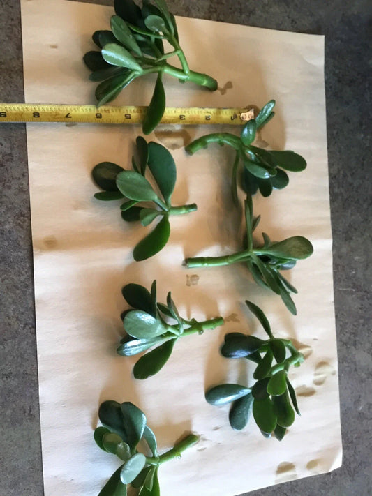 Jade Plant Cuttings (Crassula ovata) – 3 Unrooted Lucky Money Succulent Starts – 3" to 5" Each – Easy to Grow Gift Plant