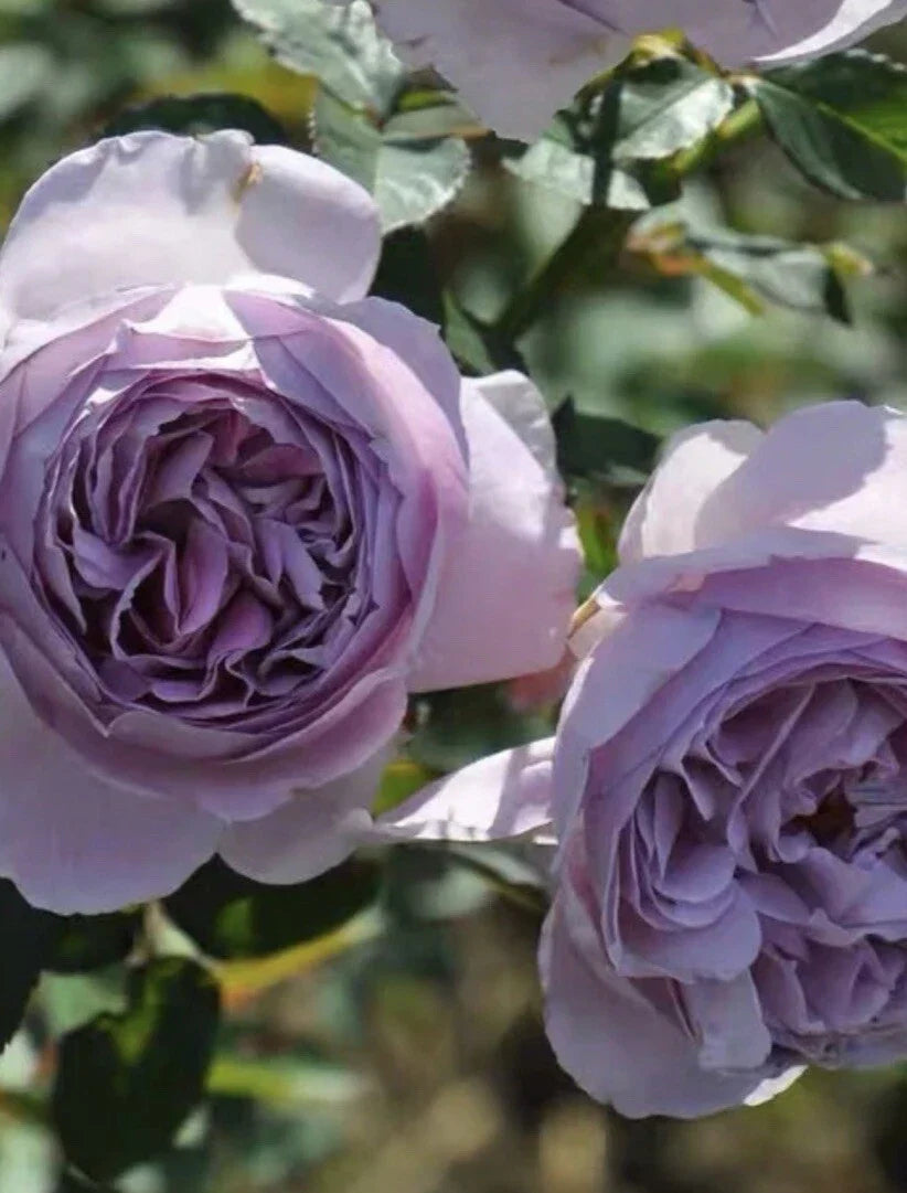 Lilac Cuttings, 6 Inches Long, Fragrant Variety, Syringa vulgaris - 5 Cuttings for Gardening and Planting
