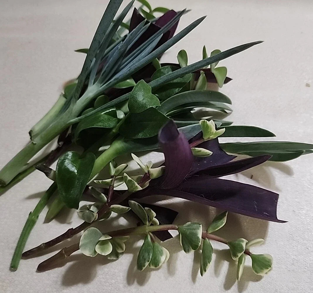 Live Plant Cuttings Set - 12 Pieces (6 Varieties) for Rooting - Ideal for Home Gardening and Indoor Plants