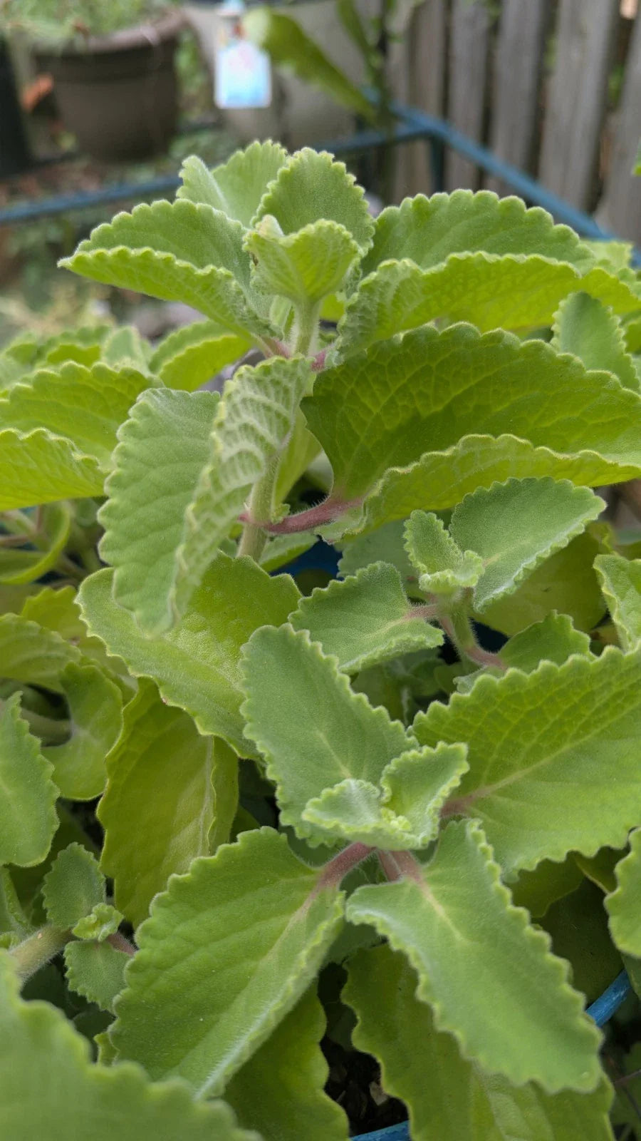 Cuban Oregano Cuttings - 3 Unrooted Plectranthus Amboinicus Ajwain - Fresh Culinary Herb for Gardens and Indoors