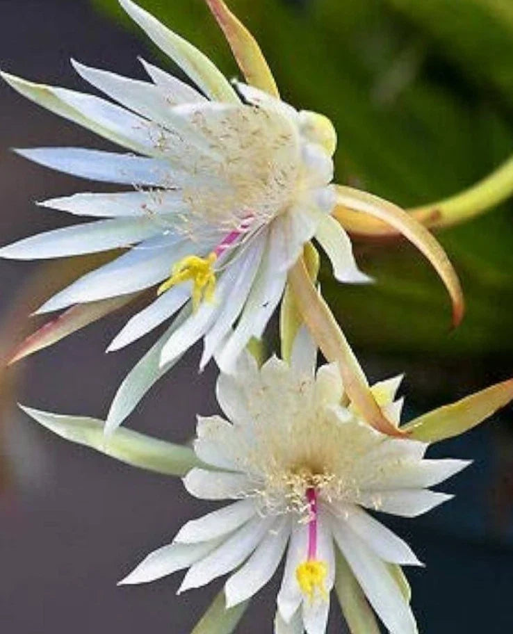 Epiphyllum Hookeri Orchid Cactus Live Plant - Rooted 4-5 Stems in 2.5" Pot - Unique Tropical Houseplant