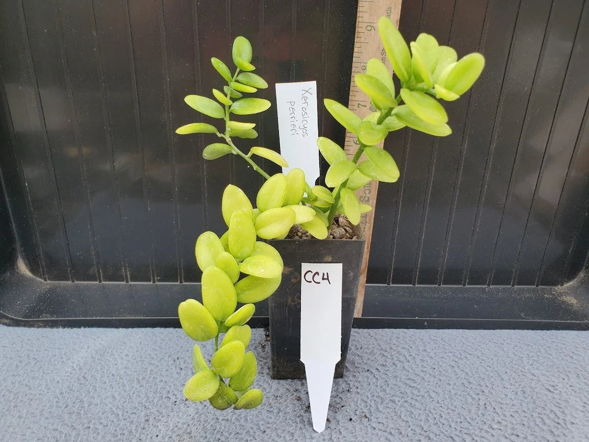 Xerosicyos perrieri Plant - Madagascar Variety - Rare Lot CC4 - Unique Succulent for Collectors