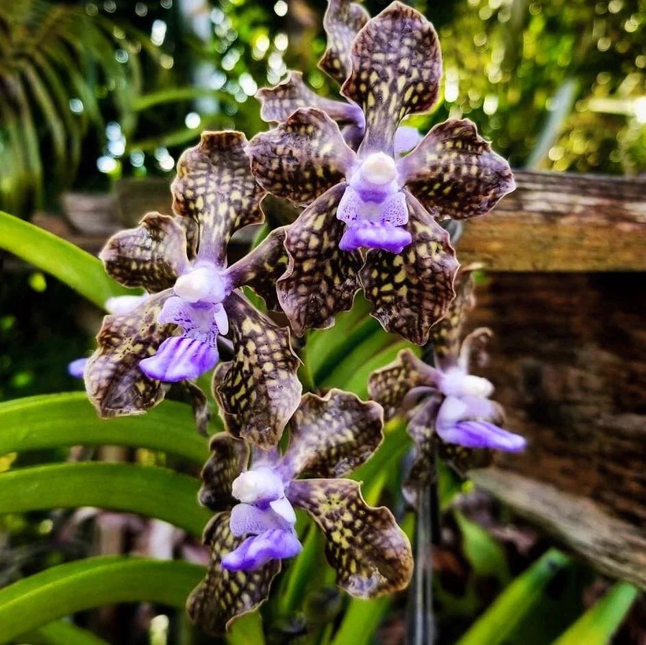 Fragrant Vanda Orchid 4" Pot - Papilionanda Ladda Fragrance ‘Alina’ - Rare Hybrid Plant