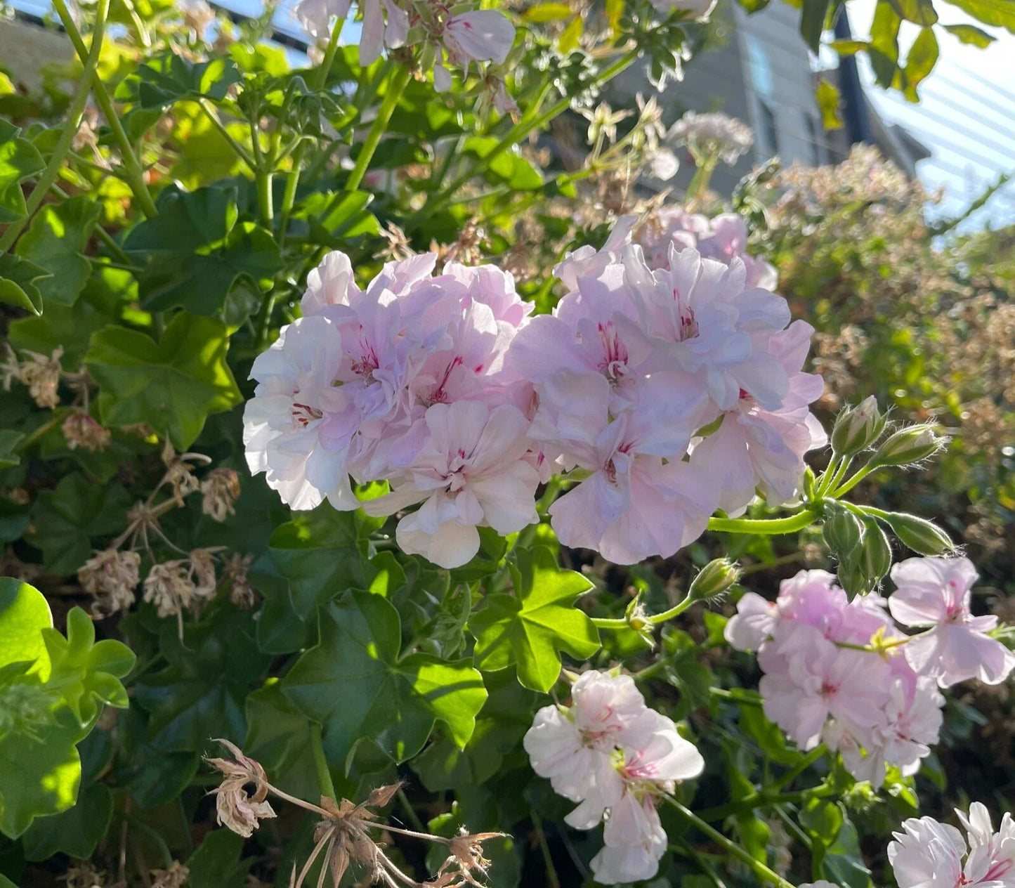 White Pink Pelargonium Peltatum Trailing Ivy Geranium Live Plant 2x6" Cuttings, Indoor/Outdoor Decorative Plant