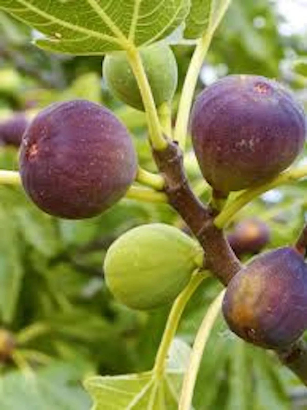 Brown Turkey Fig Tree Starter Plant - Ficus Carica - Fruiting Variety - 1 Bare Root Plant for Home Garden