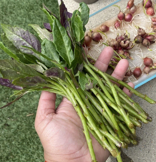 Okinawa Spinach Cuttings – 8 Fresh 5–6" Unrooted Cuttings (Gynura crepioides) – Edible Green & Purple Leaf Vegetable for Gardens