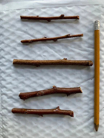 5 Grenade Pluot Scion Wood Cuttings – Fresh Grafting Wood from Rare Plum-Apricot Hybrid – Heirloom Variety for Fruit Trees