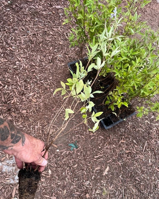 Vitex Chaste Tree – Live Plant (Vitex agnus-castus) – Lilac Chasteberry Tree – Fast-Growing, Fragrant Flowering Shrub