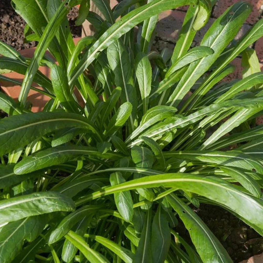 Mibuna Chinese Cabbage Seeds, NON-GMO, Chinese Broccoli, Chinese Kale, Brassica rapa var. nipposinica, Free Shipping