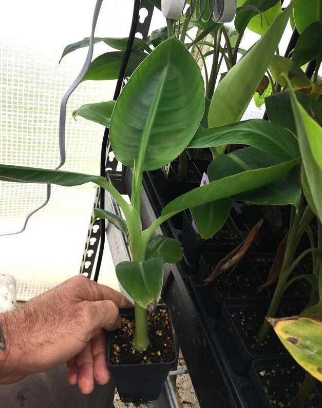 Dwarf Cavendish Banana Plant – Live Tropical Banana Tree – Indoor or Outdoor – Fast Growing – Edible Fruit – Compact Dwarf Variety