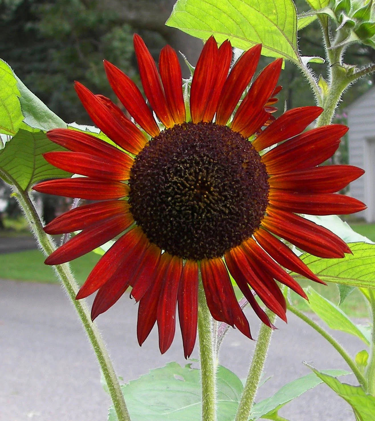 Red Sunflower Seeds - 50 Pack, Helianthus annuus, Bright Red Blooms for Garden or Landscape, GroCo USA