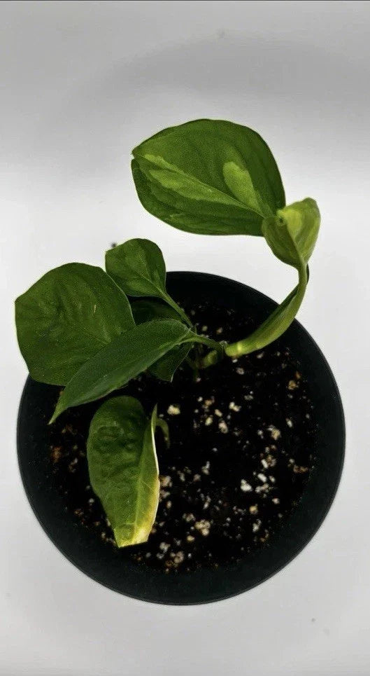 Global Green Pothos Starter Plant – Rare Variegated Epipremnum aureum – Indoor Houseplant, Easy Care, Trailing Vine