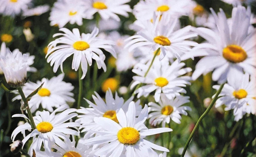 Shasta Daisy Seeds - 25 Count - Leucanthemum 'Alaska' - Perennial Flower Seeds for Garden