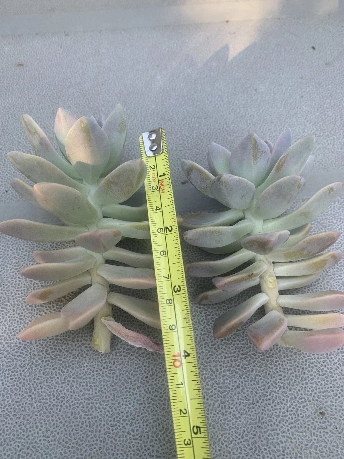 2 Echeveria Ghost Plant Cuttings – Unrooted Succulent Stems for Propagation – Graptopetalum Paraguayense – Easy Indoor Plant