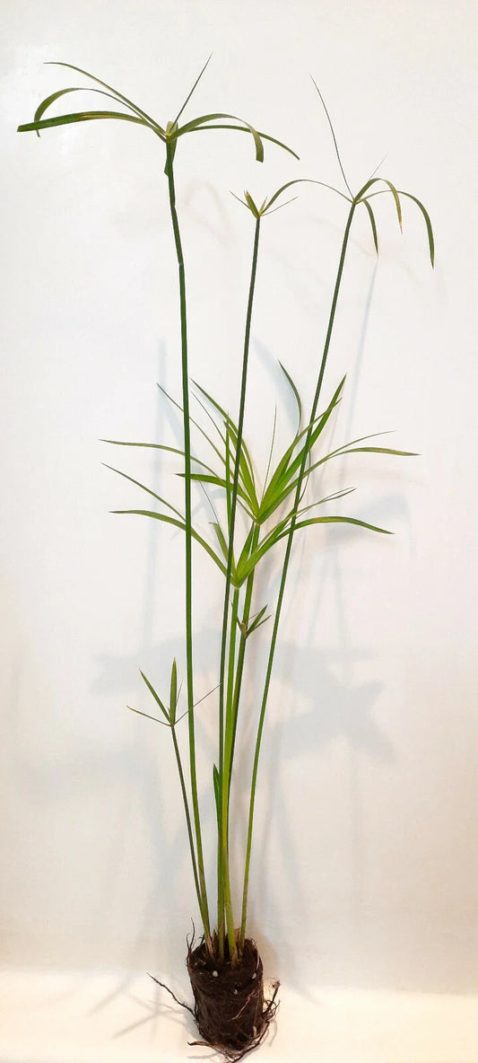 Live Dwarf Umbrella Palm (Cyperus alternifolius gracilis) Tropical Marginal Pond Plant | Hardy Bareroot Water Garden Plant