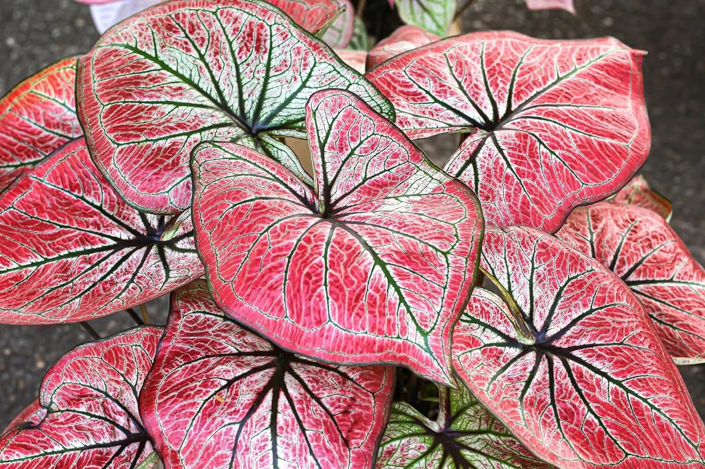 Caladium Bulbs for Planting - Wildfire Variety - Perennial Elephant Ears - Fancy Foliage (Caladium bicolor)