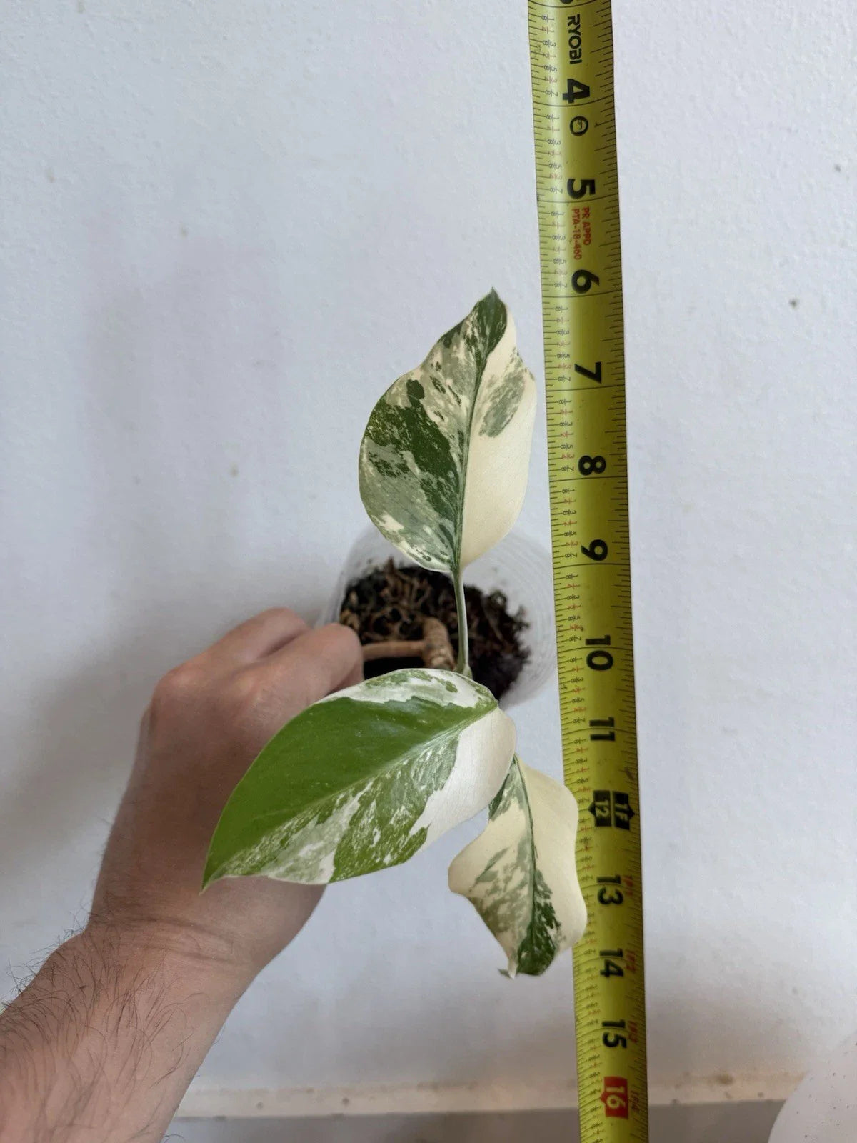 Rooted Variegated Monstera Albo Borsigiana Plant - Rare Houseplant - Monstera Deliciosa Albo