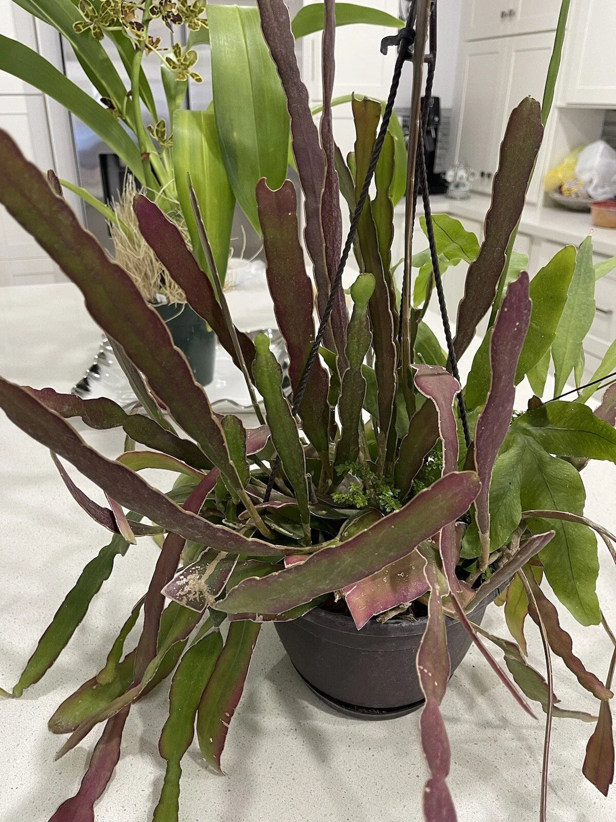 Epiphyllum Cuttings - 8 Hookeri + 2 Blooming Night - 8-10 Inches Long, Fragrant Flowers, Tropical Succulent Plant