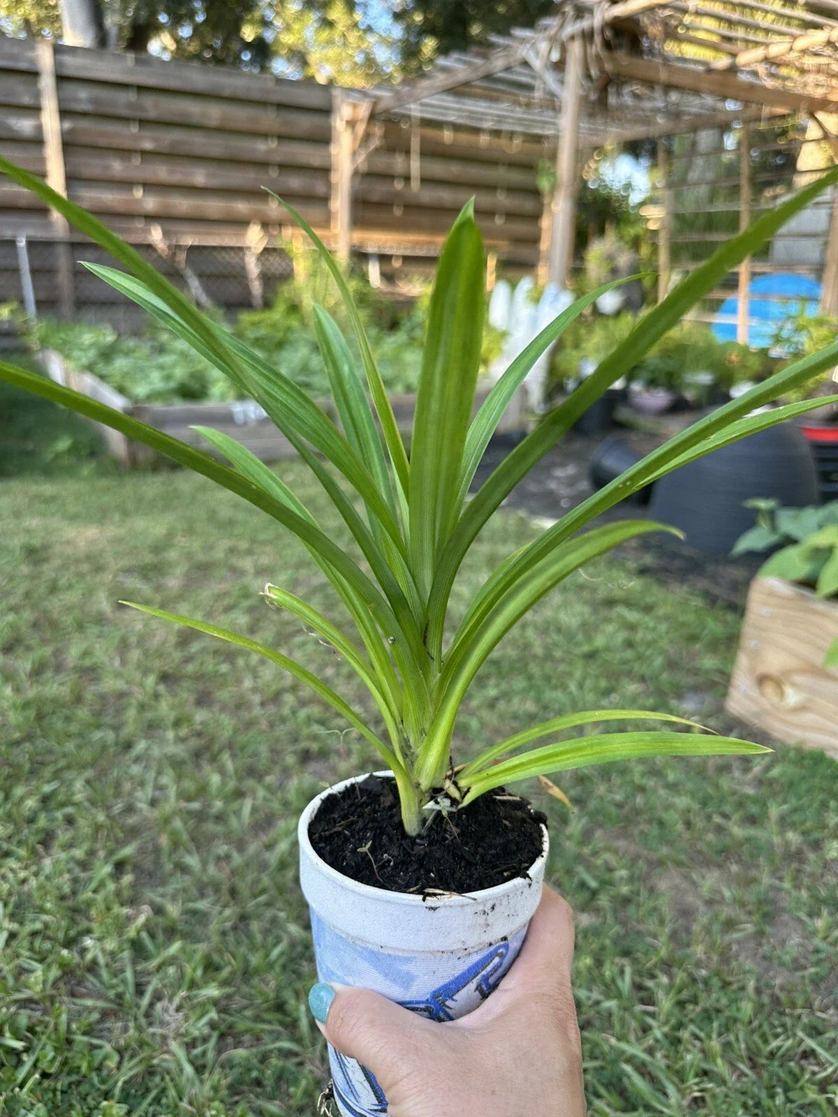Cup Pandan Leaves Live Plant 5”-9” - Lá Dứa - Ideal for Cooking and Aromatic Uses - Pandanus amaryllifolius