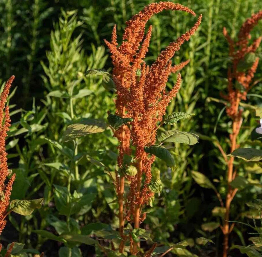 Amaranthus Seeds - Hot Biscuits Mix - 25 Organic Seeds - Edible Ornamental Plant - Non-GMO Amaranthus cruentus