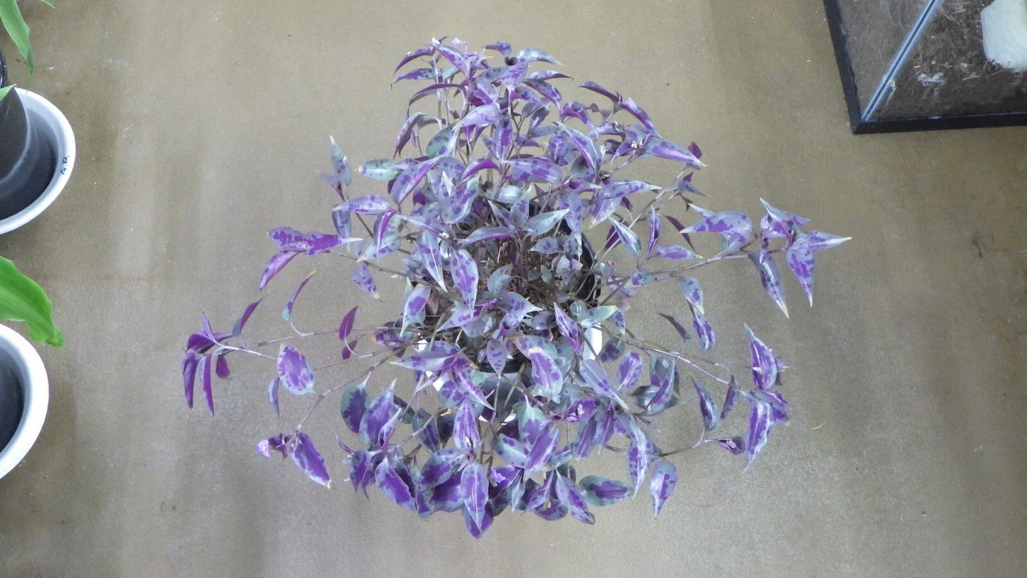 Tinantia Pringlei Cuttings - "Mexican Speckled" Wandering Jew - Live House Plant Cuttings for Propagation