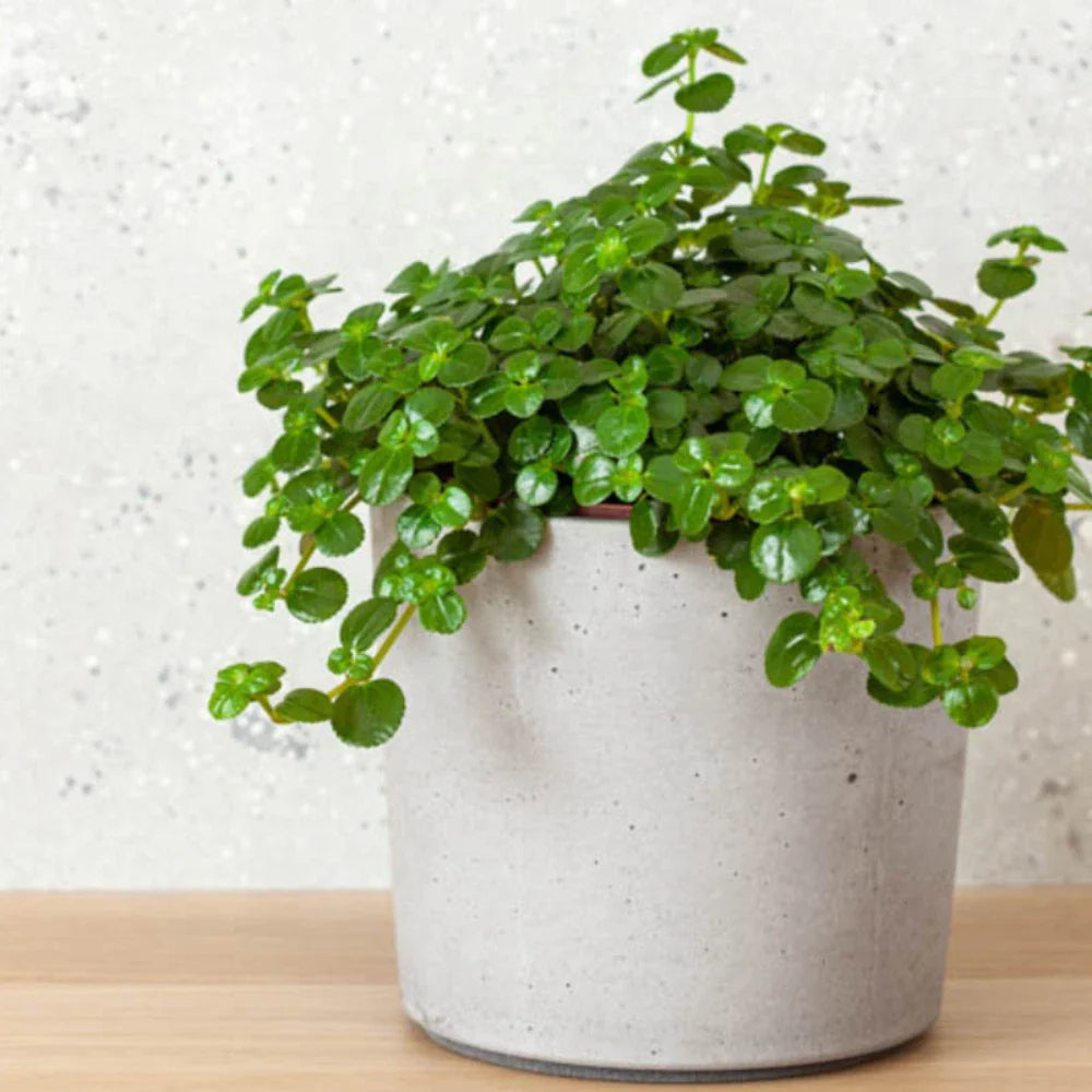 Pilea Baby Tears Live Rooted Starter House Plants - Easy Care - Pilea glauca - Buy 2 Get 1 Free