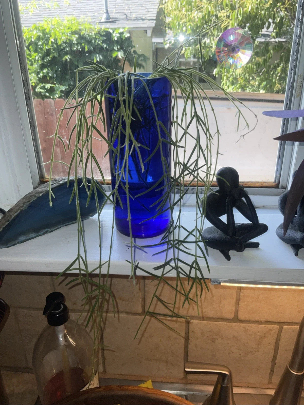 Hoya Linearis Cuttings - 3" Rooted Plant in Pot - Uncommon Houseplant - Easy Care Indoor Greenery - Unique Hoya Variety