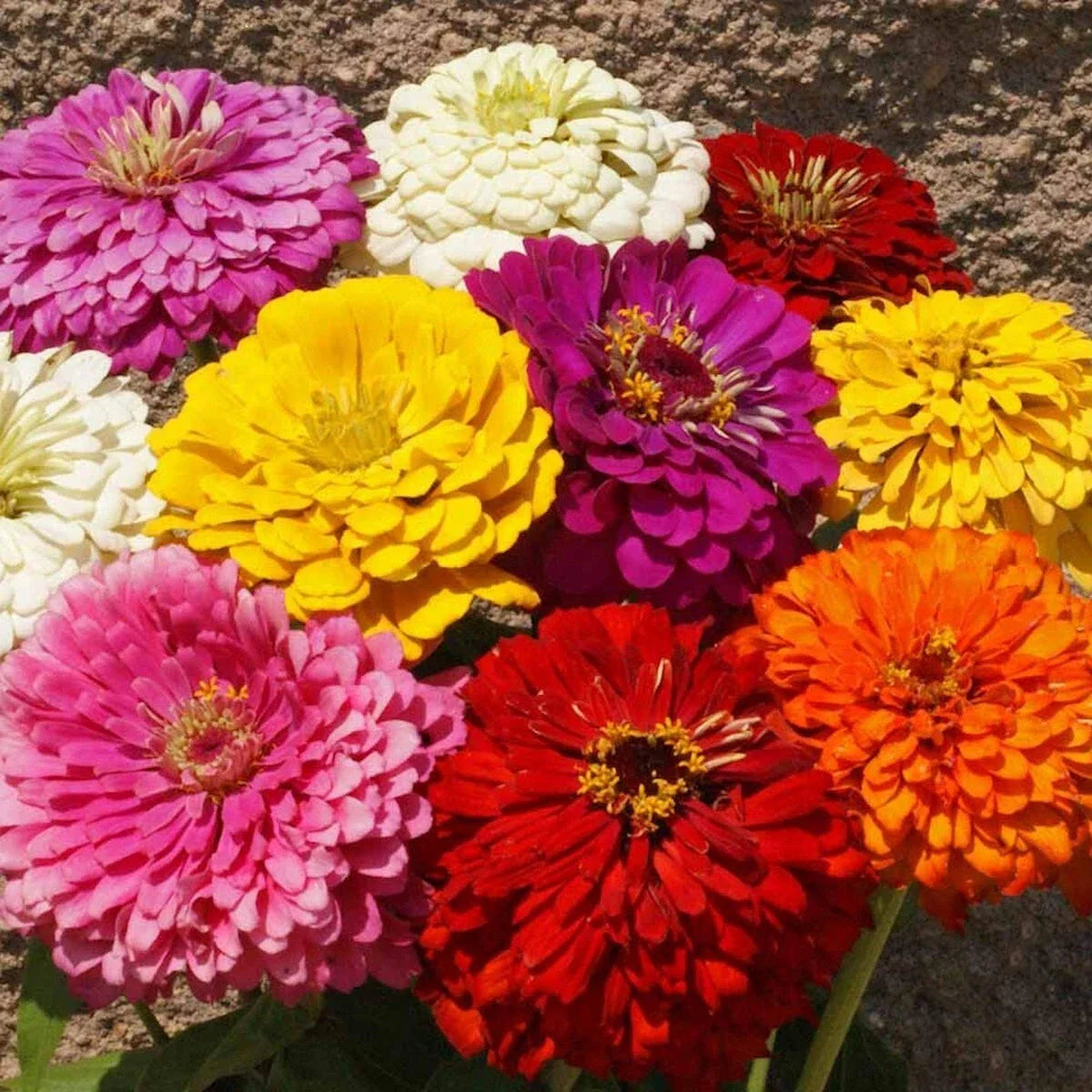 Dahlia Flowered Mixed Zinnia Wildflower Seeds 1/4 Lb - Zinnia elegans - Everwilde Farms Mylar Packaging