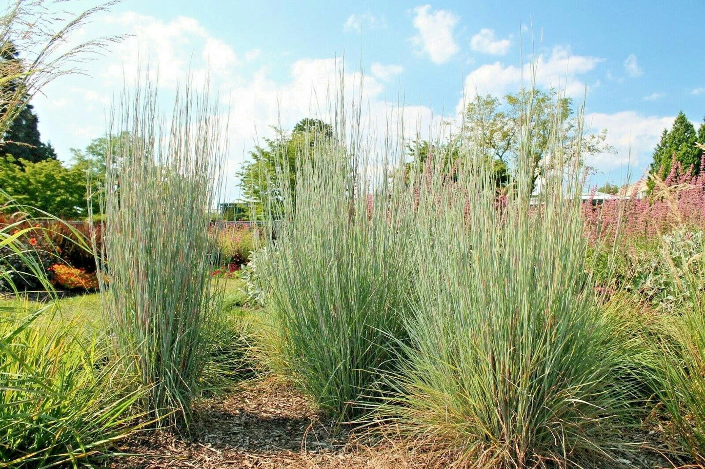 Big Bluestem Seeds - 500+ Native Tall Grass Prairie Seeds - Drought & Heat Tolerant Ornamental Grass (Andropogon gerardii)