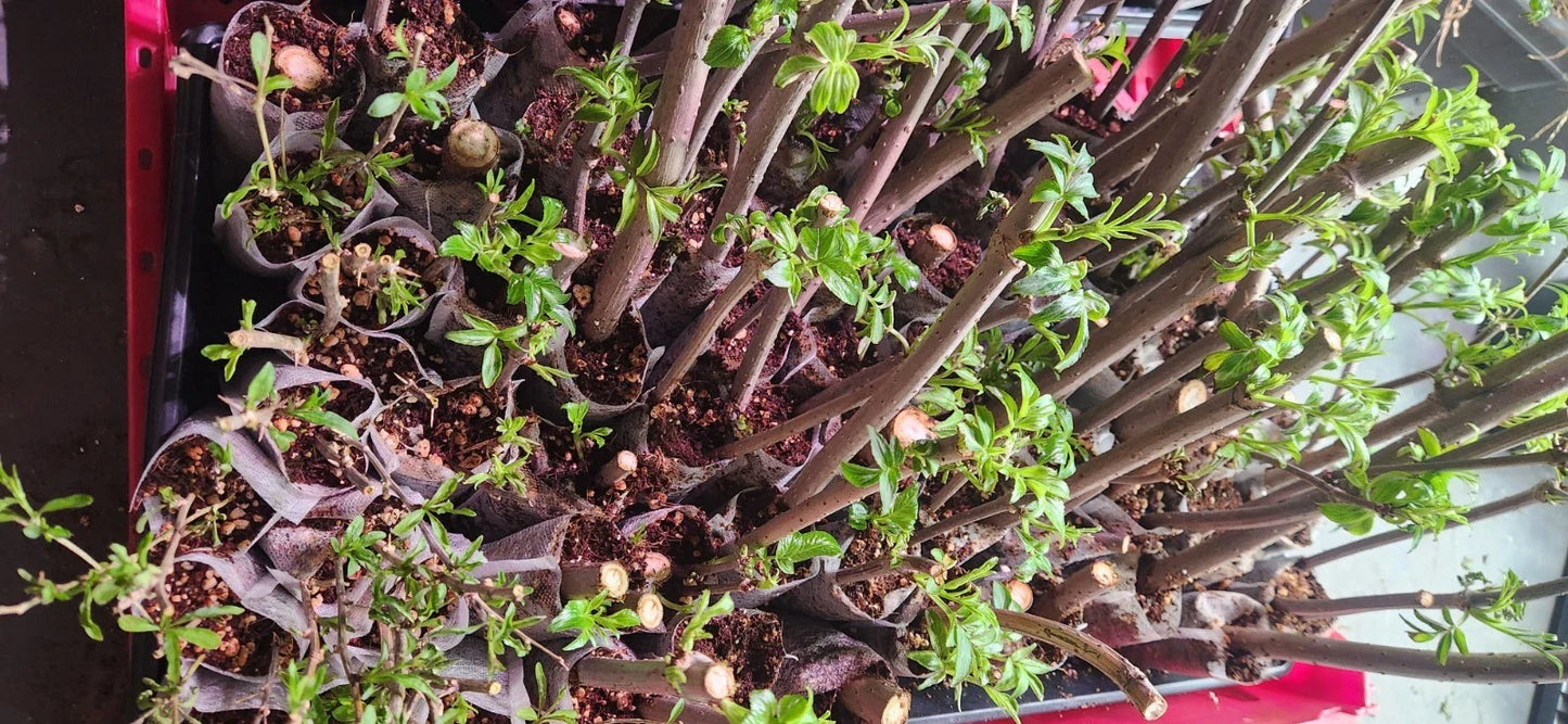 Elderberry Cuttings 10 Unrooted Sambucus Bush Plants - Organic, Healthy, High-Yield Varieties for Gardening