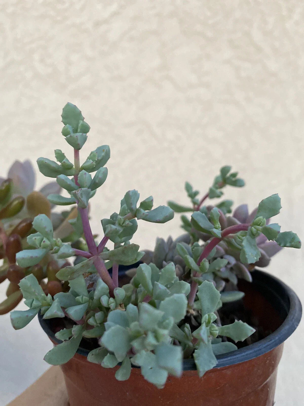 Live Rooted Succulent Pink Ice Plant in 2" Pot - Delosperma cooperi, Drought-Tolerant, Low Maintenance Houseplant
