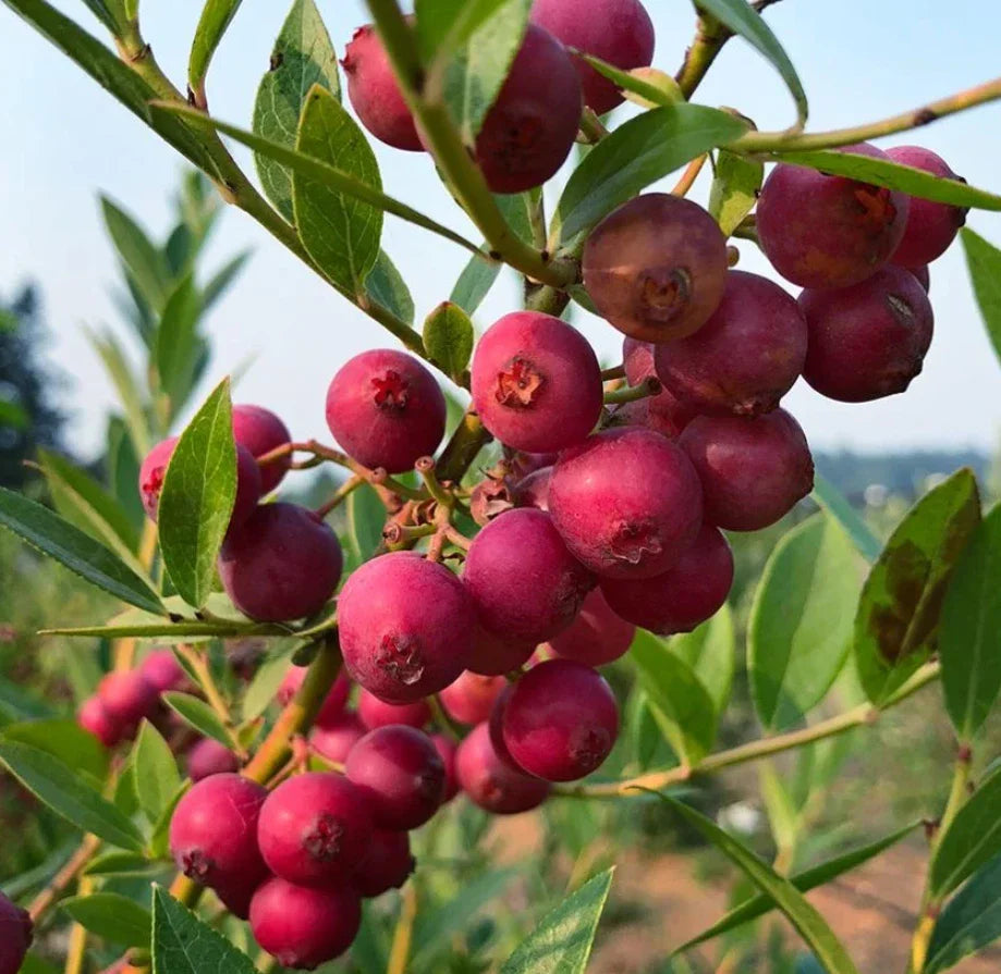 Set of 2 Live Pink Lemonade Blueberry Plants - 4-6" Rooted Plants - Vaccinium corymbosum - Edible Fruit Plants