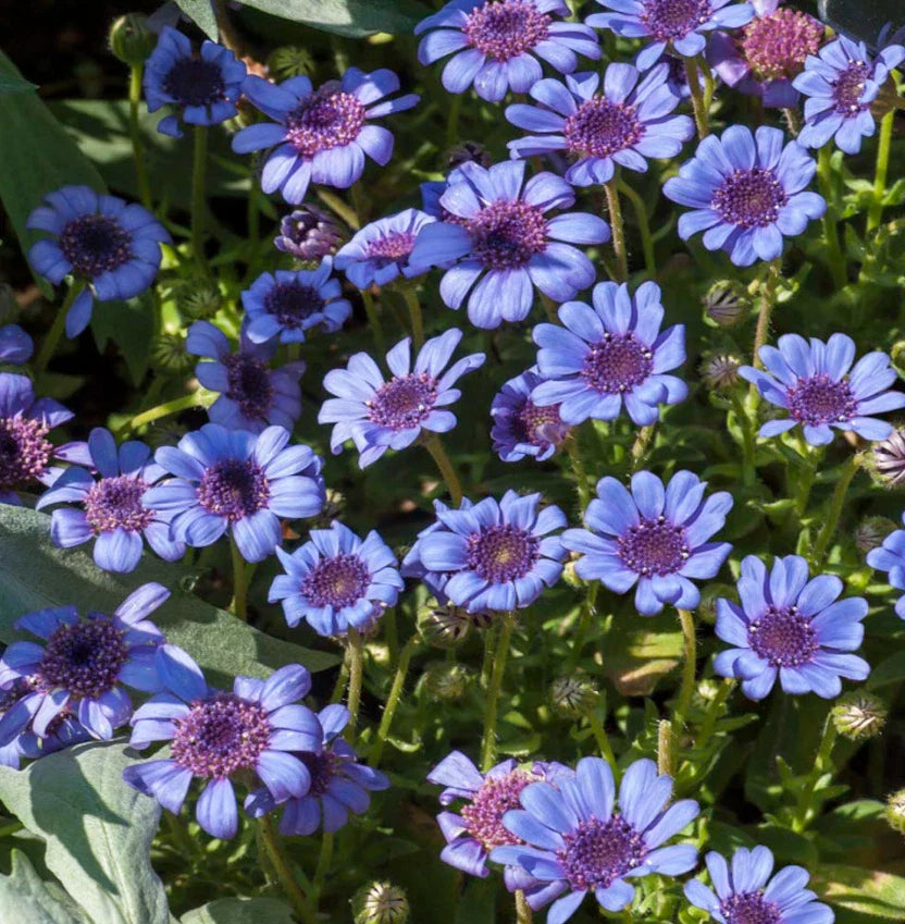 Daisy Seeds - 50 Non-GMO Heirloom Blue Felicia Heterophylla - Pollinator-Friendly Garden Planting