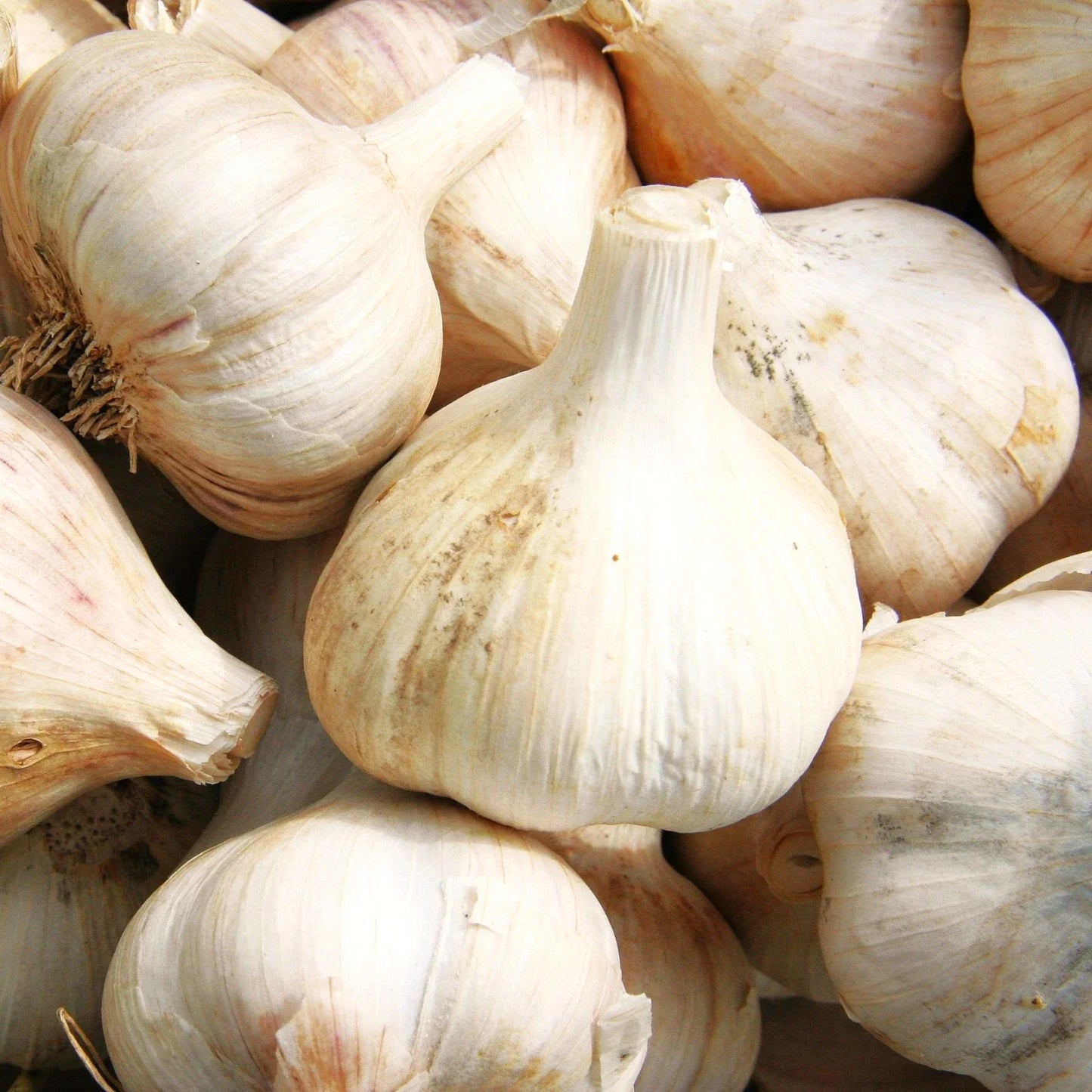 Music Hardneck Garlic Bulbs - Porcelain White Musik - Allium sativum - 2025 Planting