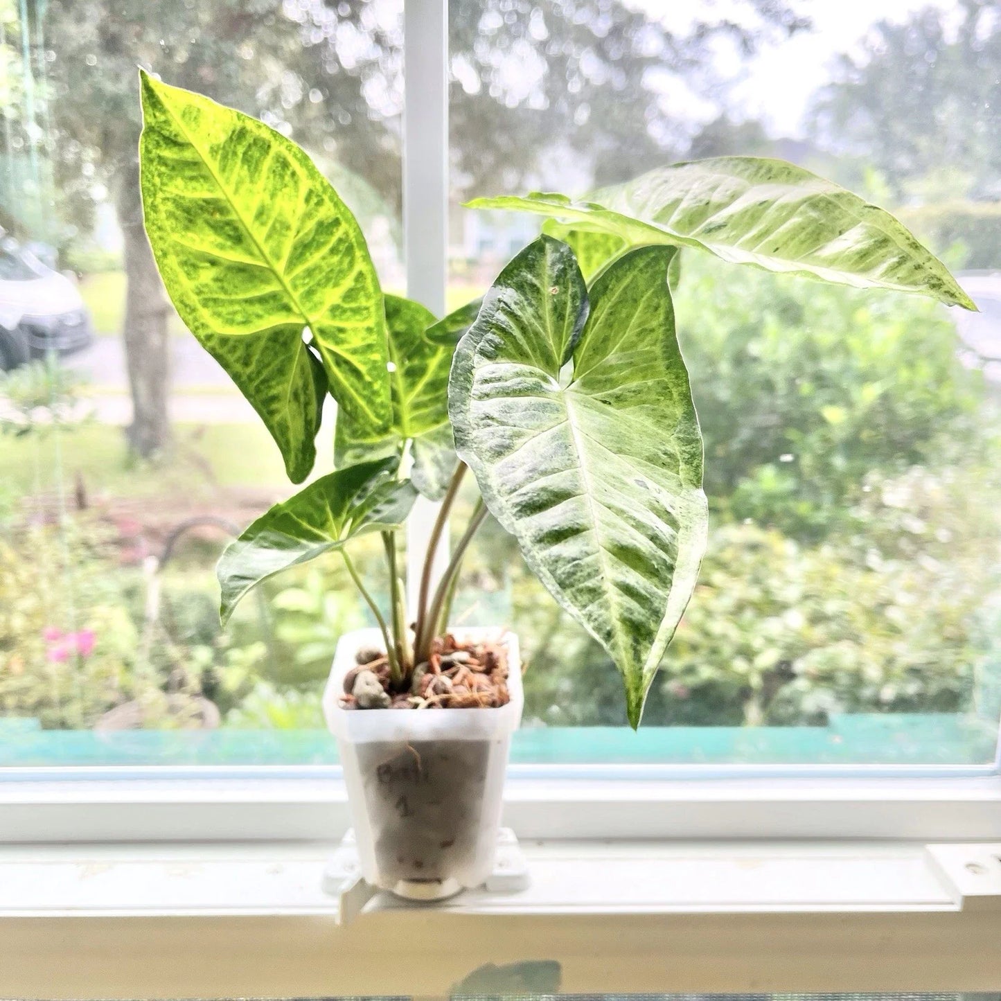 Syngonium Batik Plant - Potted Rooted - Indoor Houseplant - Syngonium podophyllum