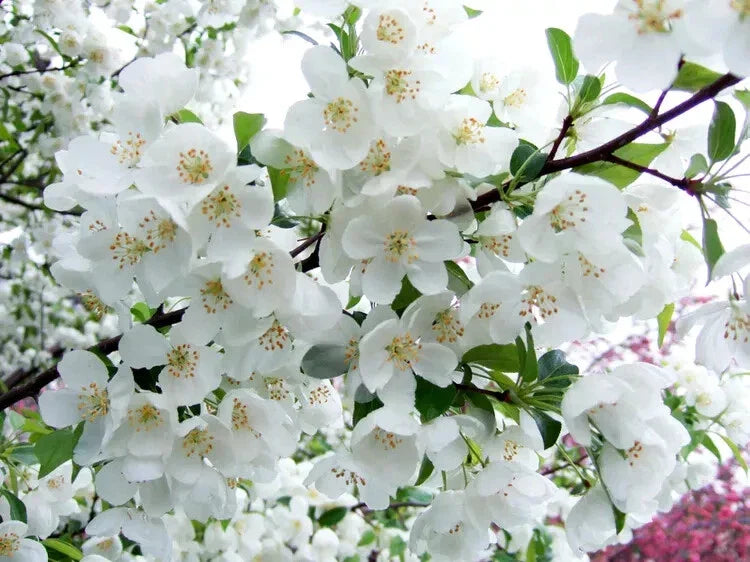 Snowdrift Crabapple Seeds - 25 Heirloom Seeds for Garden Planting - Malus 'Snowdrift' - USA - Free Shipping