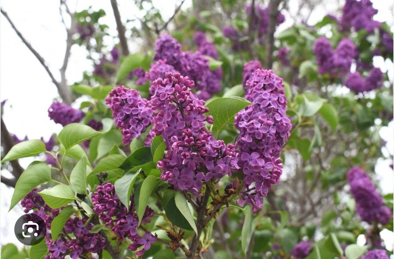 Congo Lilac Starter Plant - Small 4-8” Well Rooted Syringa Vulgaris - Fragrant Flowering Shrub for Garden or Landscape