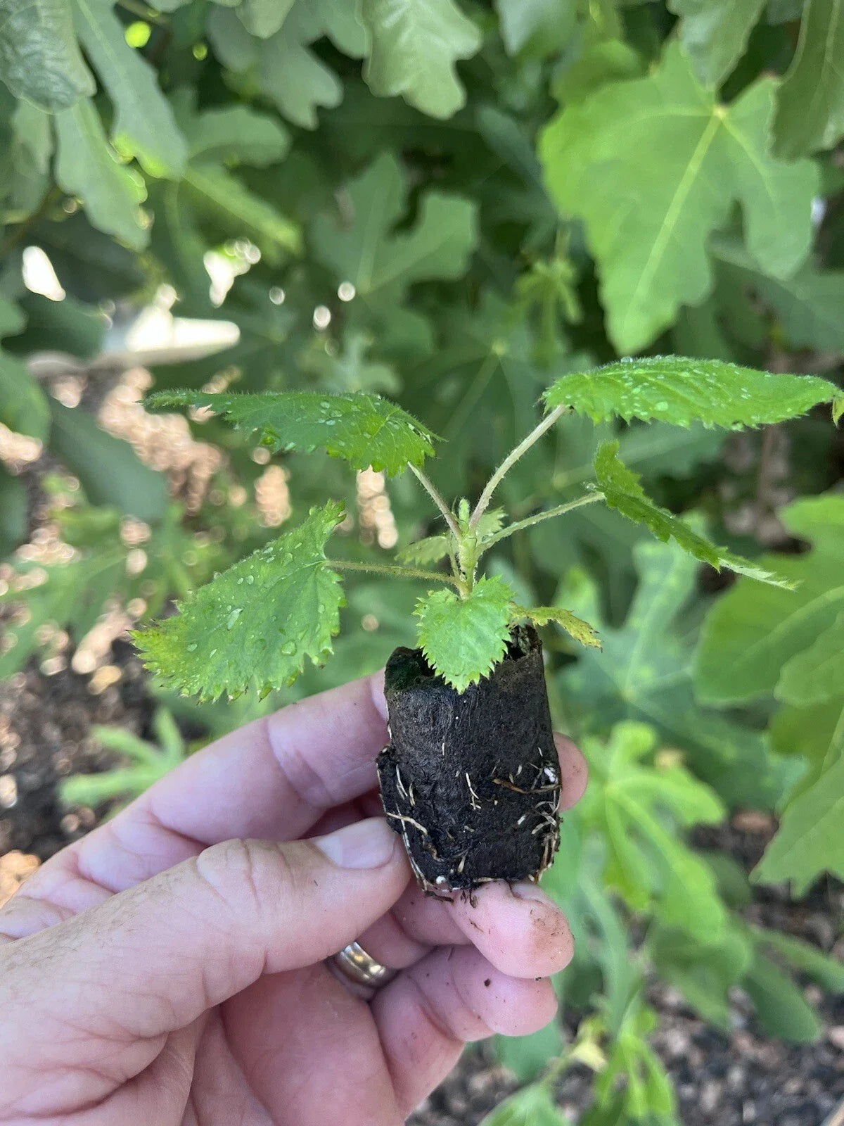 3 Big Daddy Thornless Blackberry Plants – Rubus Hybrid Bare Root Bushes | Large Sweet Berries for Garden, Patio, or Home Orchard