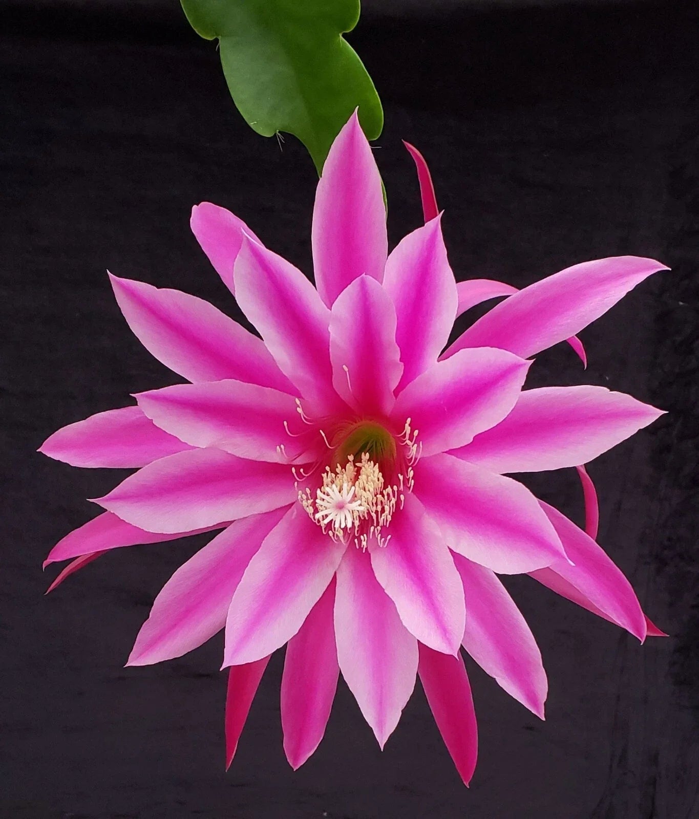 Epiphyllum 'Beijing' Rooted Cutting - Rare Orchid Cactus - Unique Houseplant for Indoor Gardening