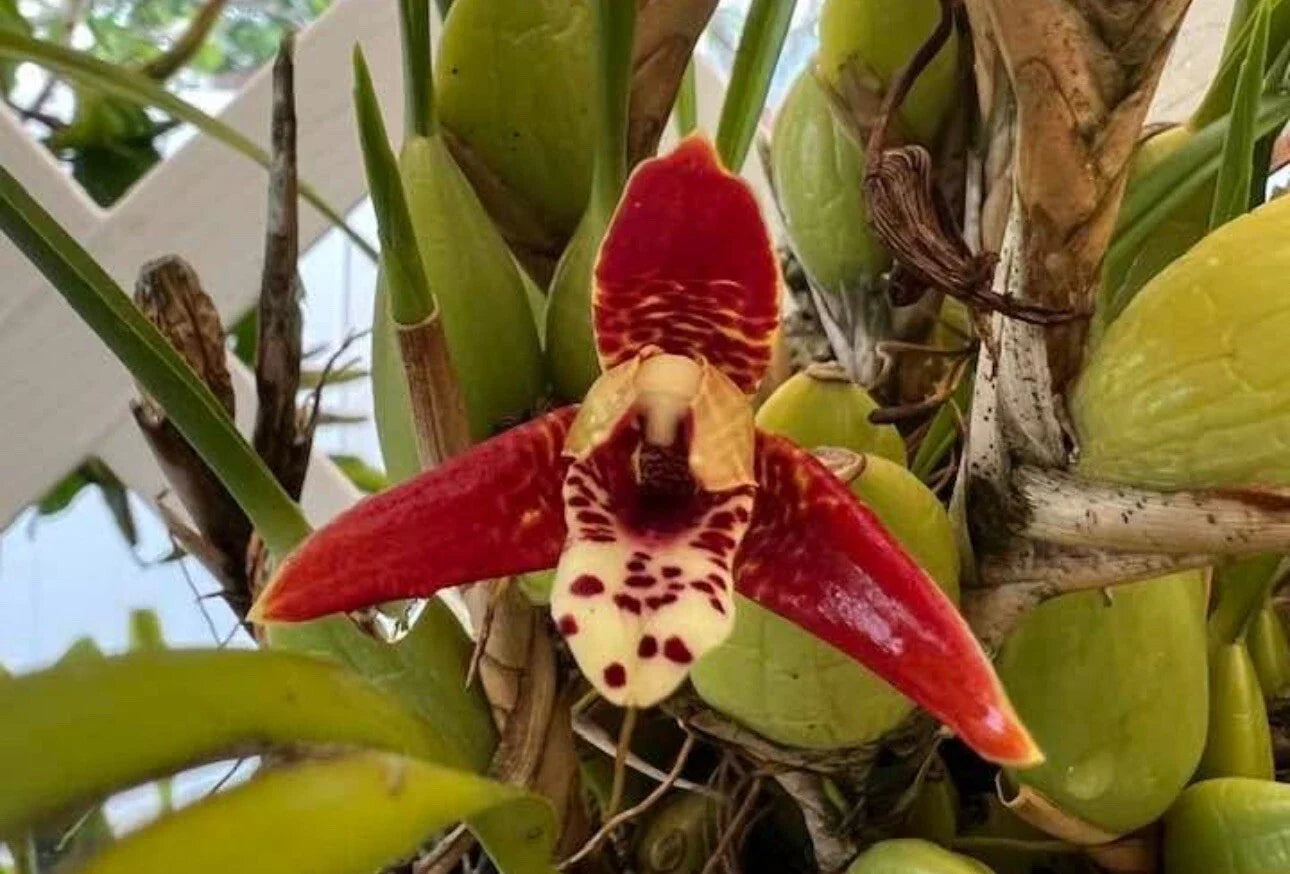 Maxillaria tenuifolia Blooming Size Cutting - Fragrant Orchid Species Plant, Exotic Flowering Orchid