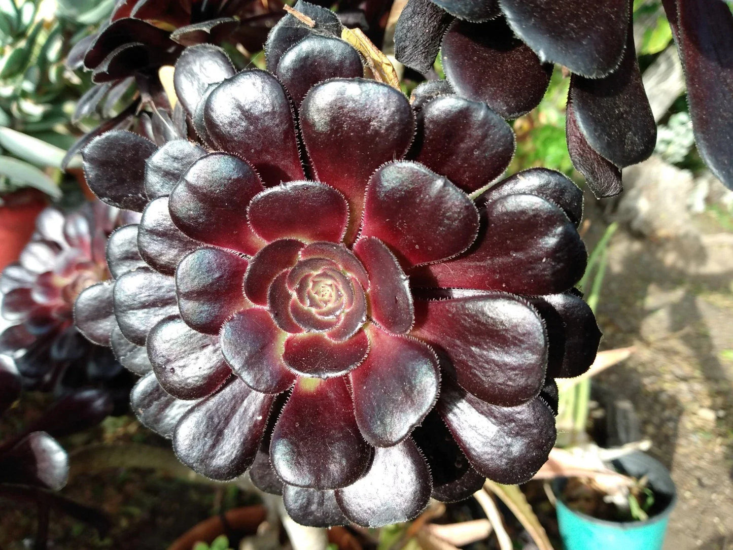 Aeonium Zwartkop Black Rose Succulent Plant 4-6 Inch Live Healthy Rooted Plant