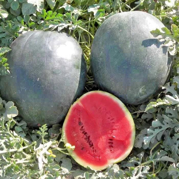 Organic Heirloom Sugar Baby Watermelon Seeds - 40+ Seeds for Easy Summer Garden (Citrullus lanatus)