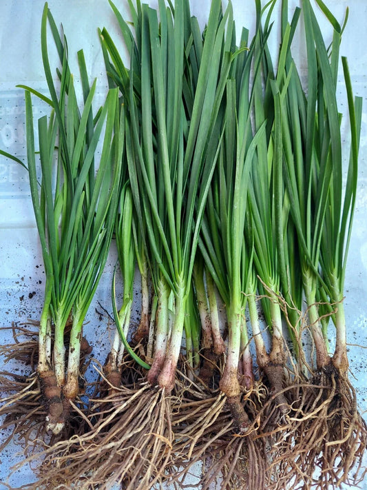 20 Organic Garlic Chives Plants Bare Root – Allium Tuberosum – Fresh Herb Starters – Easy to Grow Culinary & Medicinal Herb