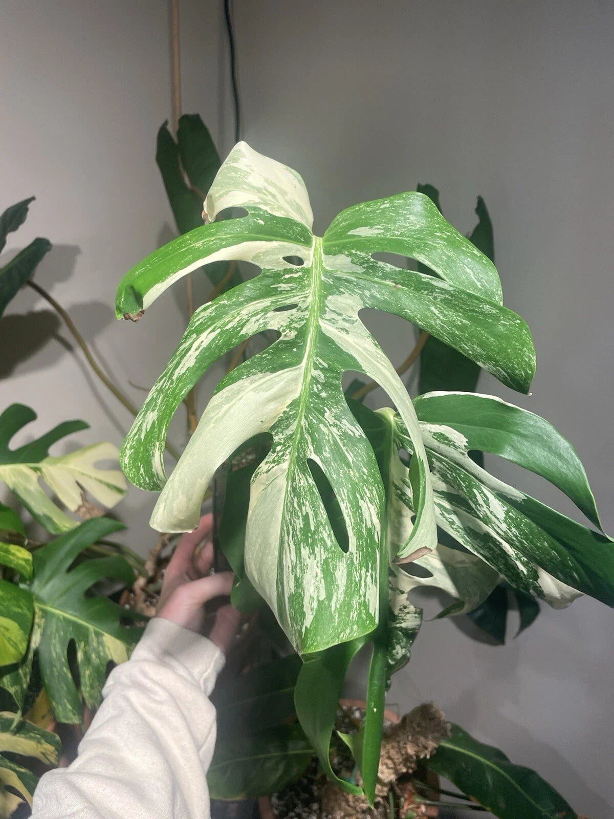 Monstera Albo Rooted Top Cut Plant - Variegated Houseplant - Monstera Deliciosa Albo Variegata