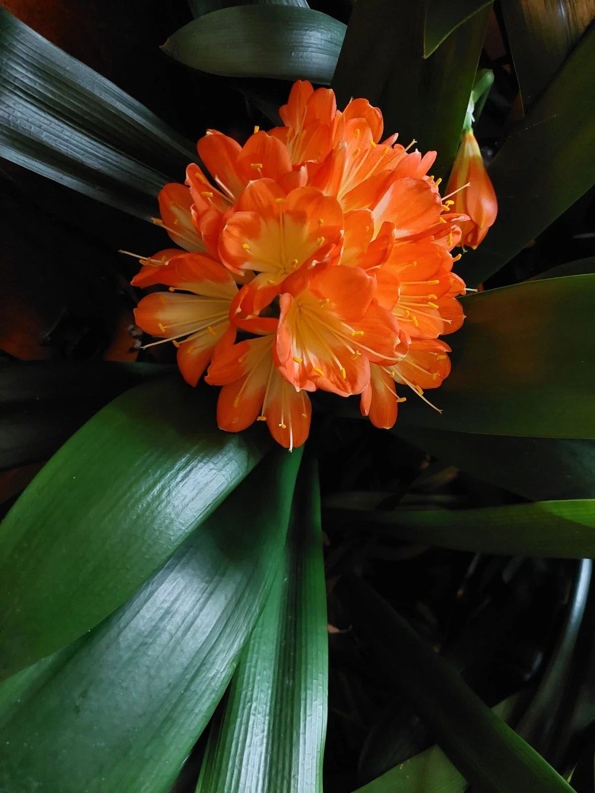 Clivia Miniata Broadleaf Plant, 5-Year-Old, Indoor Houseplant, Non-Flowering, USA Seller