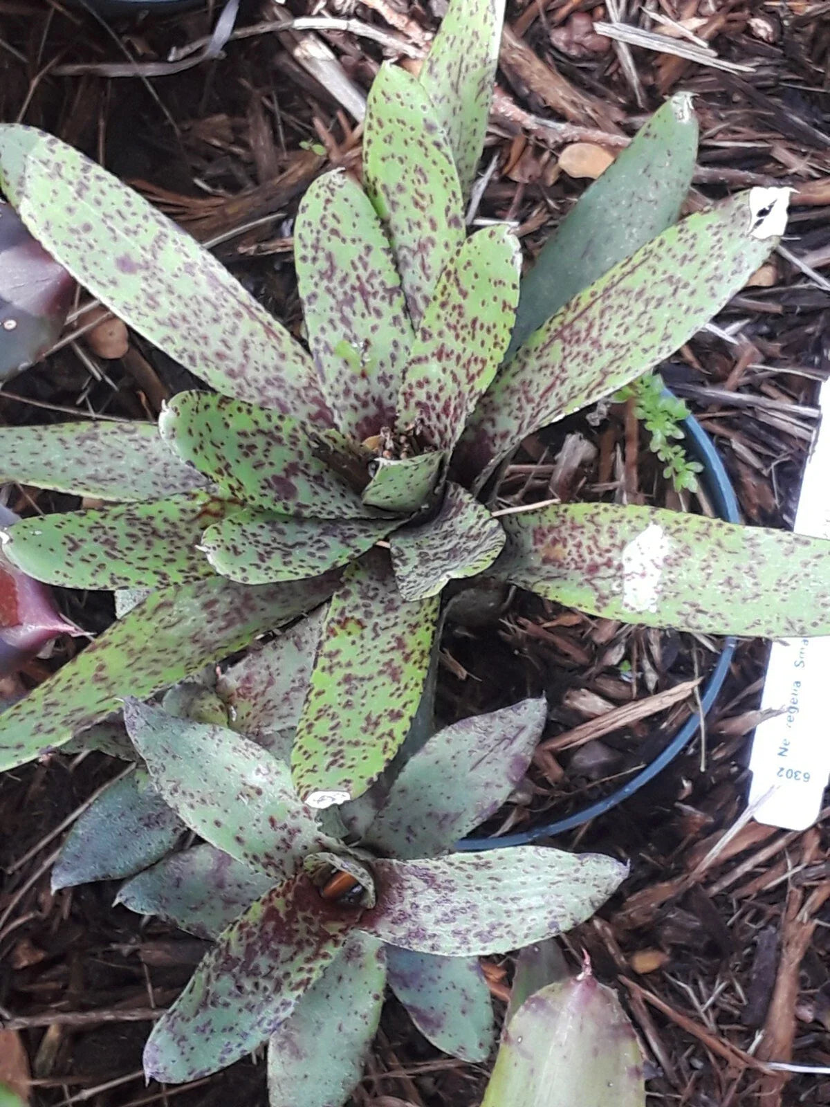 Neoregelia Bromeliad Plant - Mini Small Fry Tropical Plant - Indoor Houseplant for Home Decor