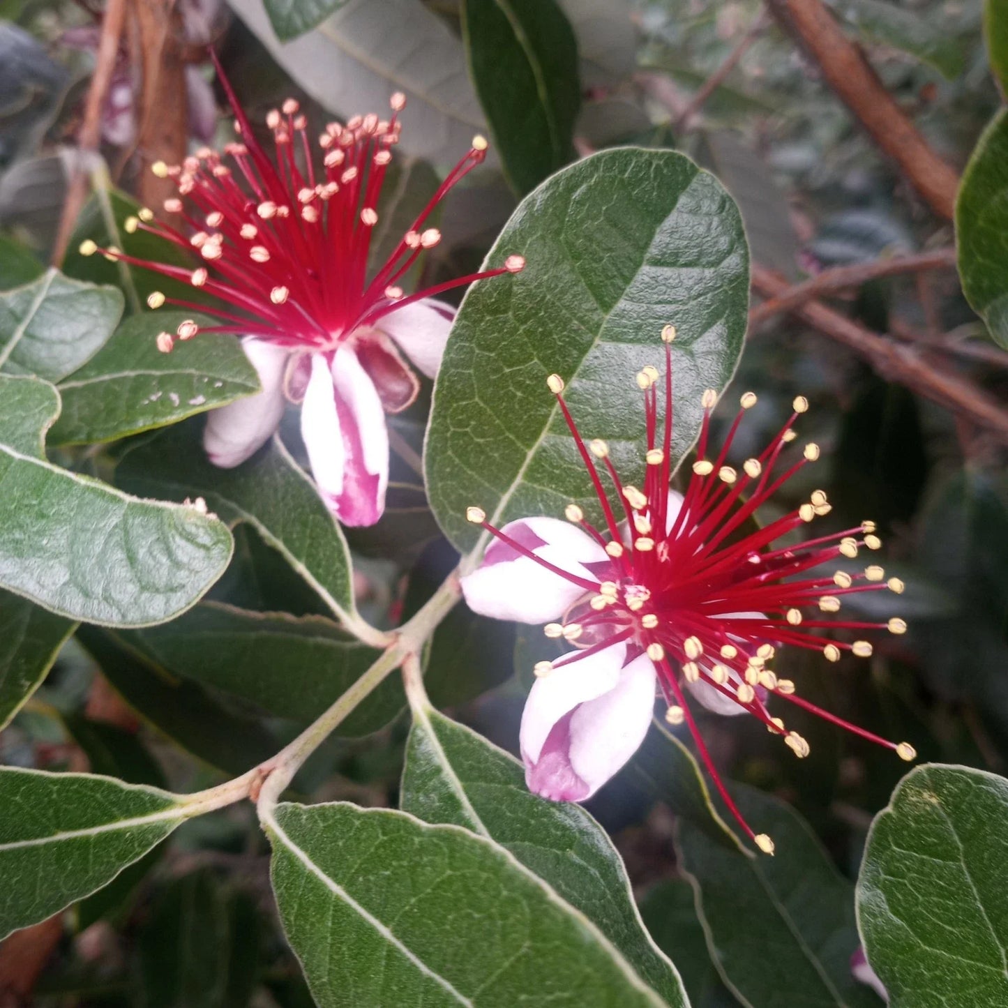 Pineapple Guava Tree Cuttings - 5 Feijoa Cuttings for Planting - Fresh, Healthy Feijoa Plant Propagation