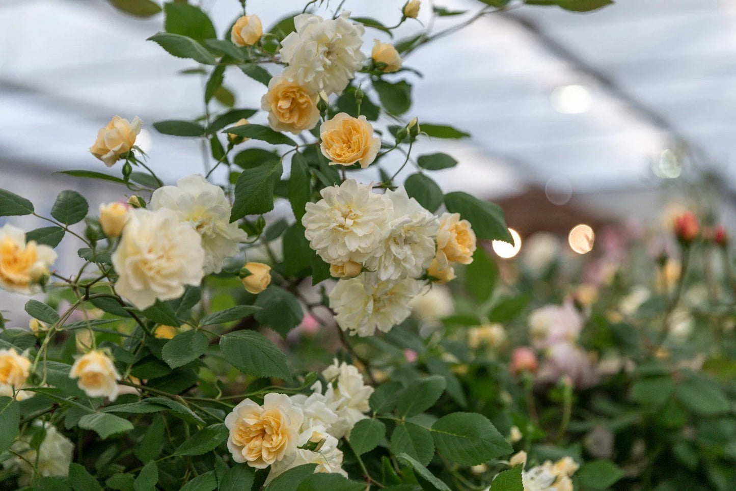Fragrant English Rambling Rose Cuttings - Auscanary Variety, Unrooted - Perfect for Gardens and Landscaping