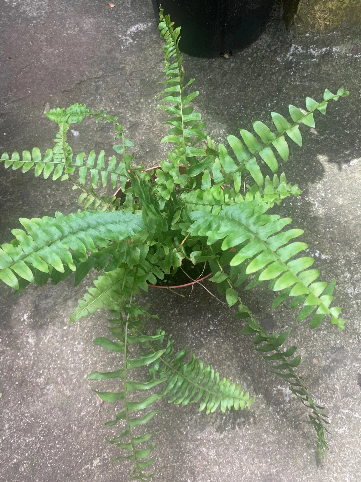 Rooted Boston Fern Plant - Indoor/Outdoor Summer Foliage - Nephrolepis exaltata