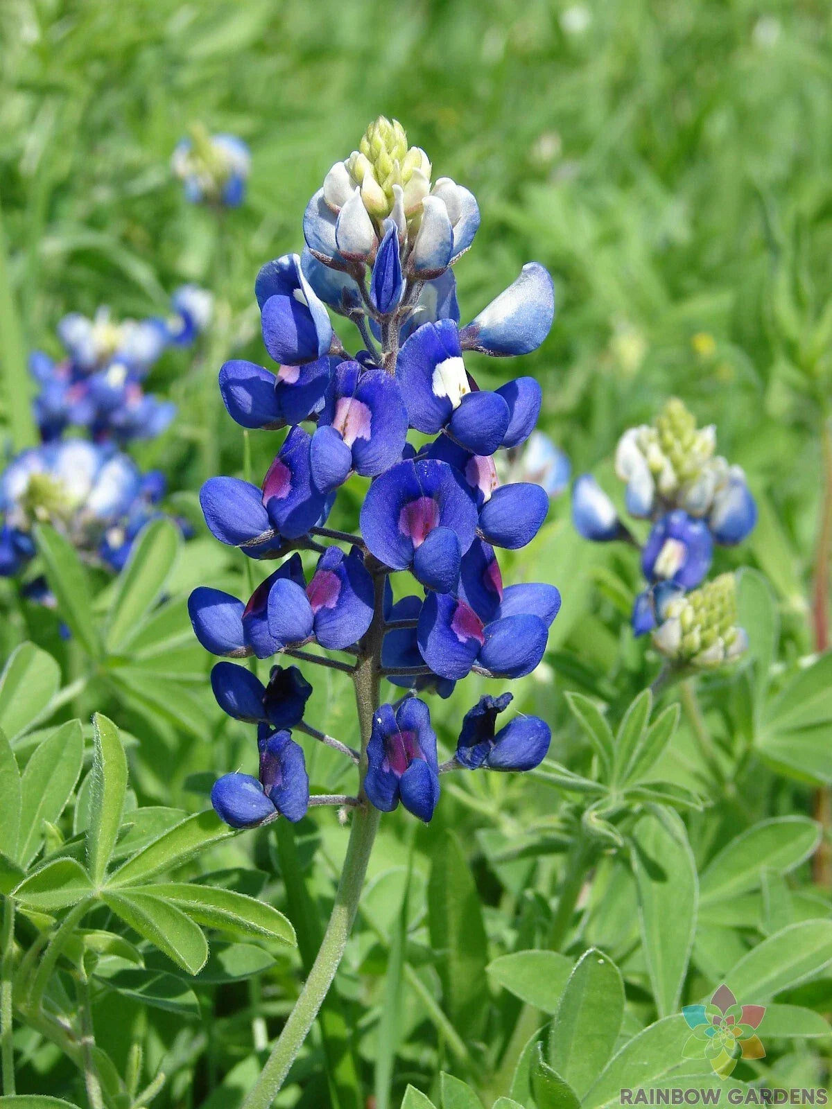 Texas Bluebonnet Seeds - 25+ Count - Lupinus texensis - Ideal for Garden Planting - USA Grown - Free Shipping